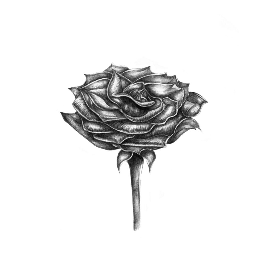 A Rose 8x8 in