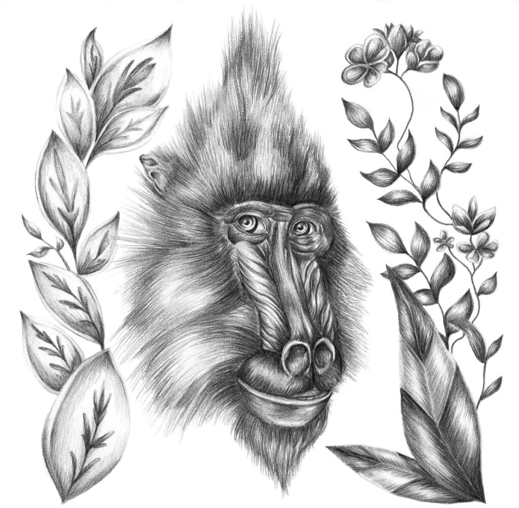 Mandrillius in the Garden 8x8 in
